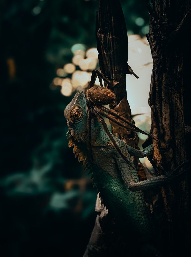Photograph by Rasindu