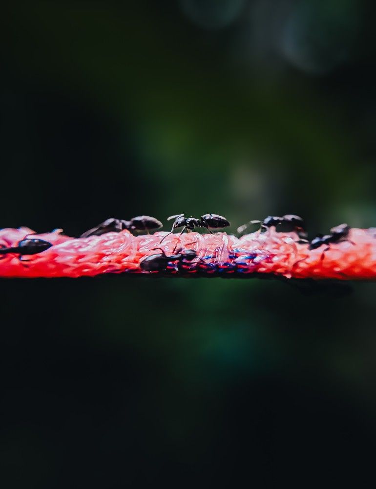 Photograph by Rasindu