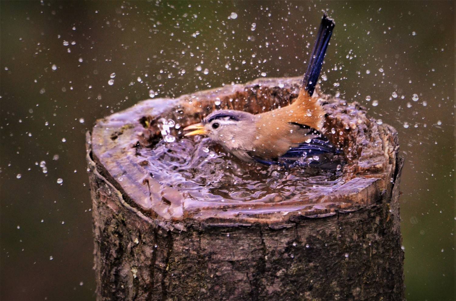 Bath at stream
