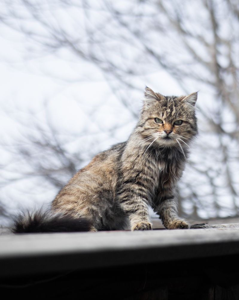Фотография автора Нестеренко Александр