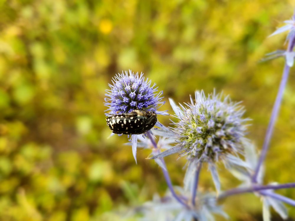 Фотография автора Надежда Лисицына