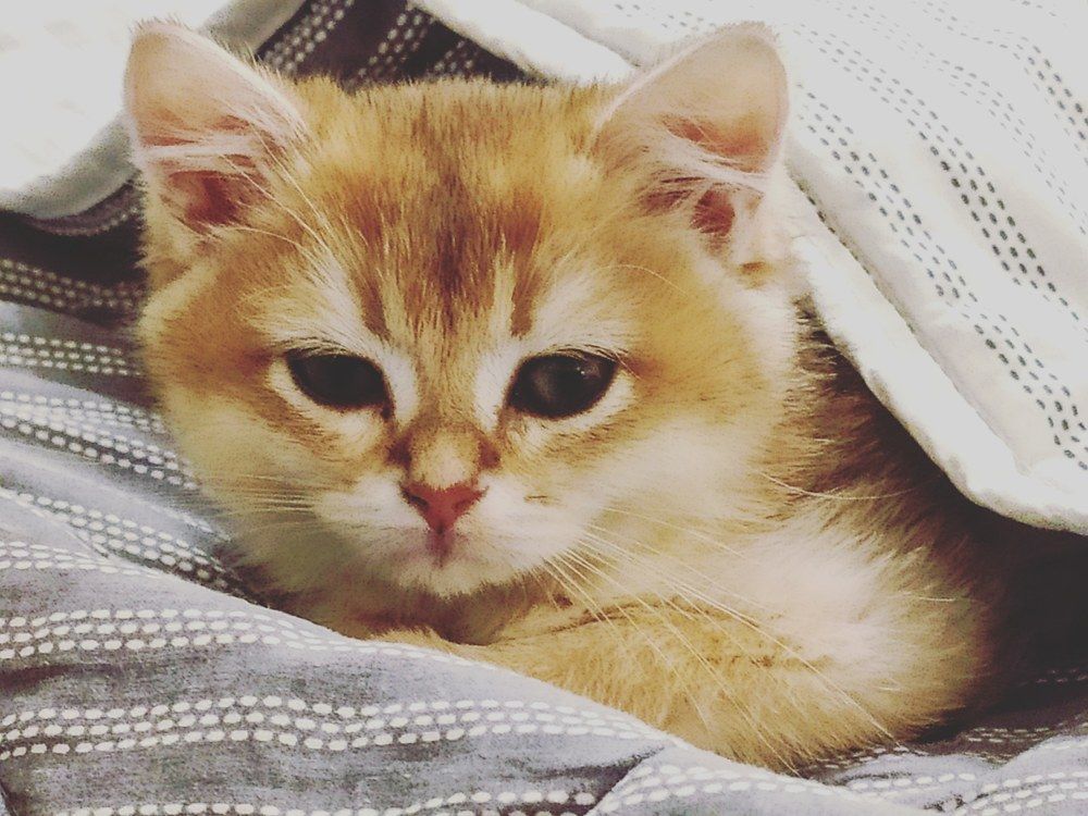 Котёнок «Кав»