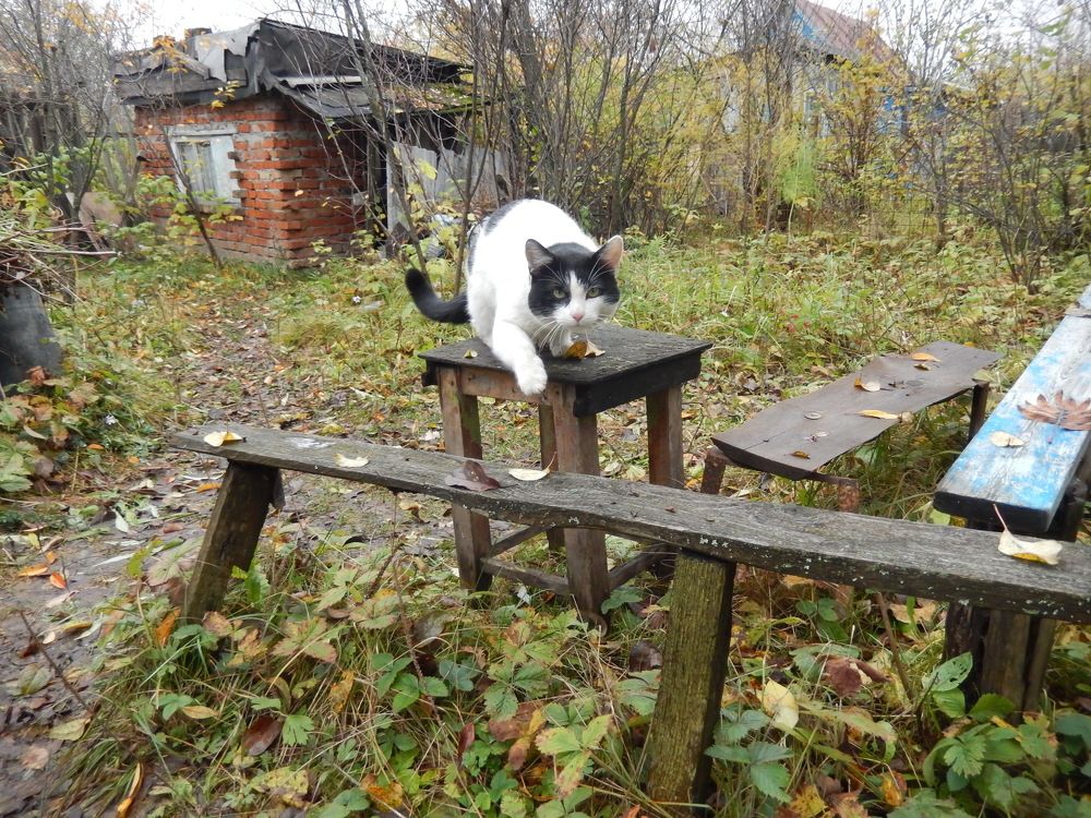 Фотография автора Клавдия Васильева