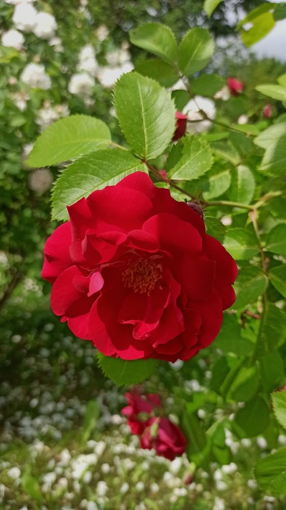 Photograph by Людмила Щуцкая