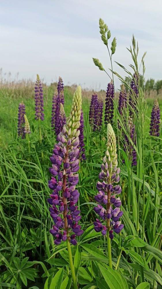 Photograph by Людмила Щуцкая