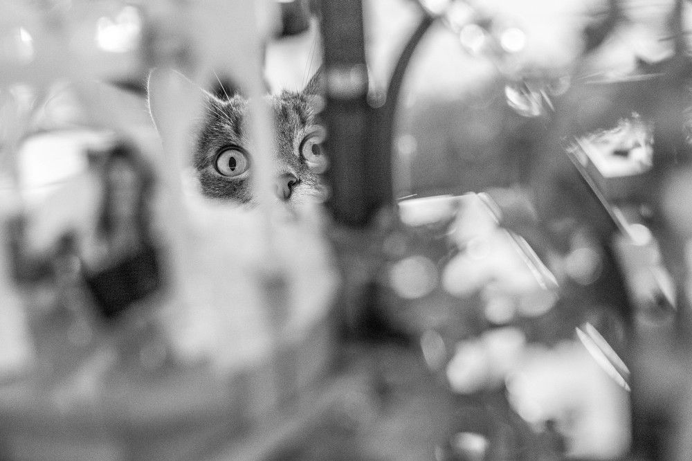 Photograph by Михаил Мамаев