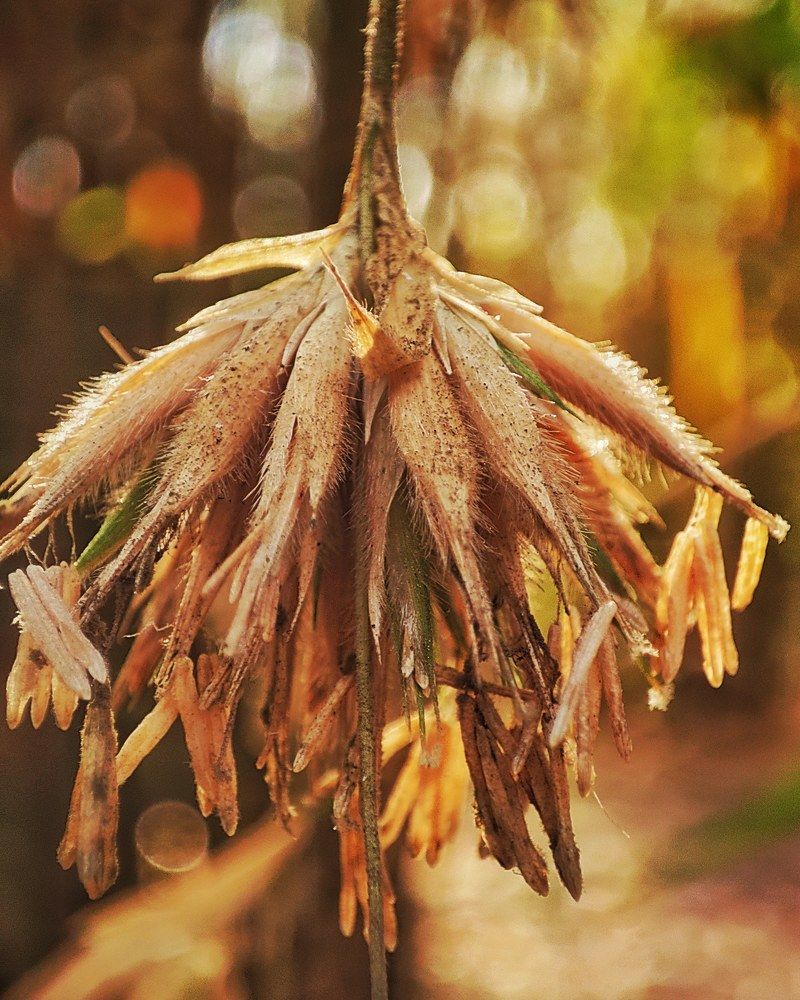 Фотография автора Joy Kapadia