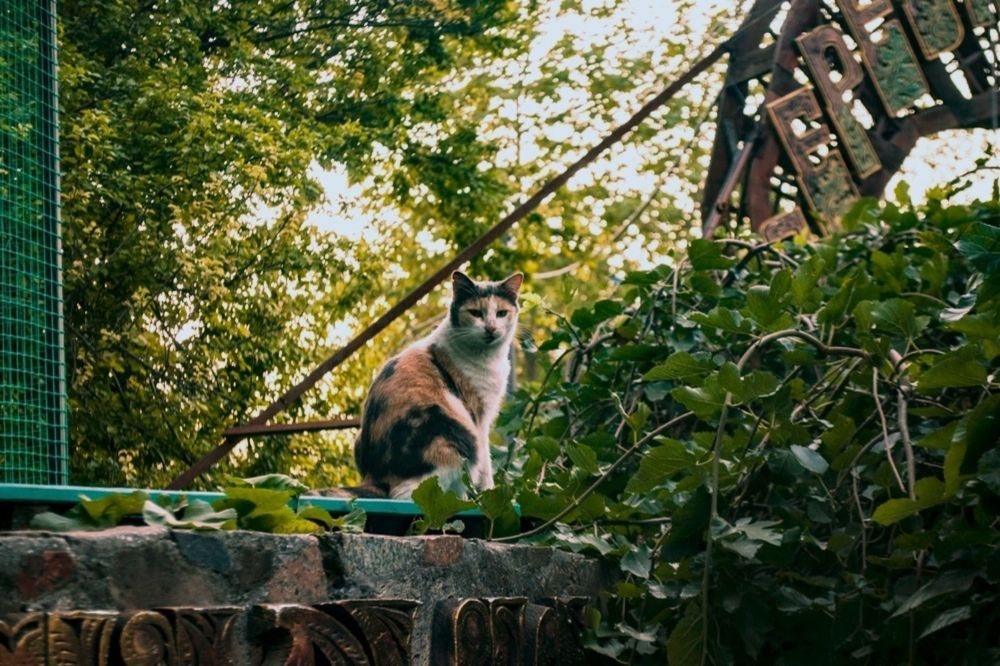 Photograph by Екатерина Игоревна