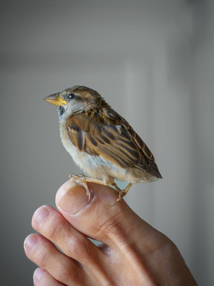 Photograph by José Antonio Gómez Mateo