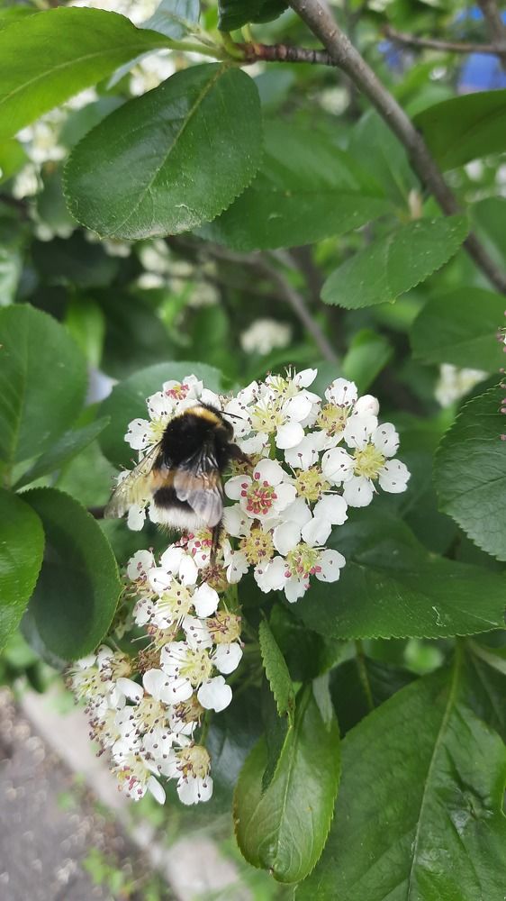 Photograph by Регина  Викторовна Ткаченко