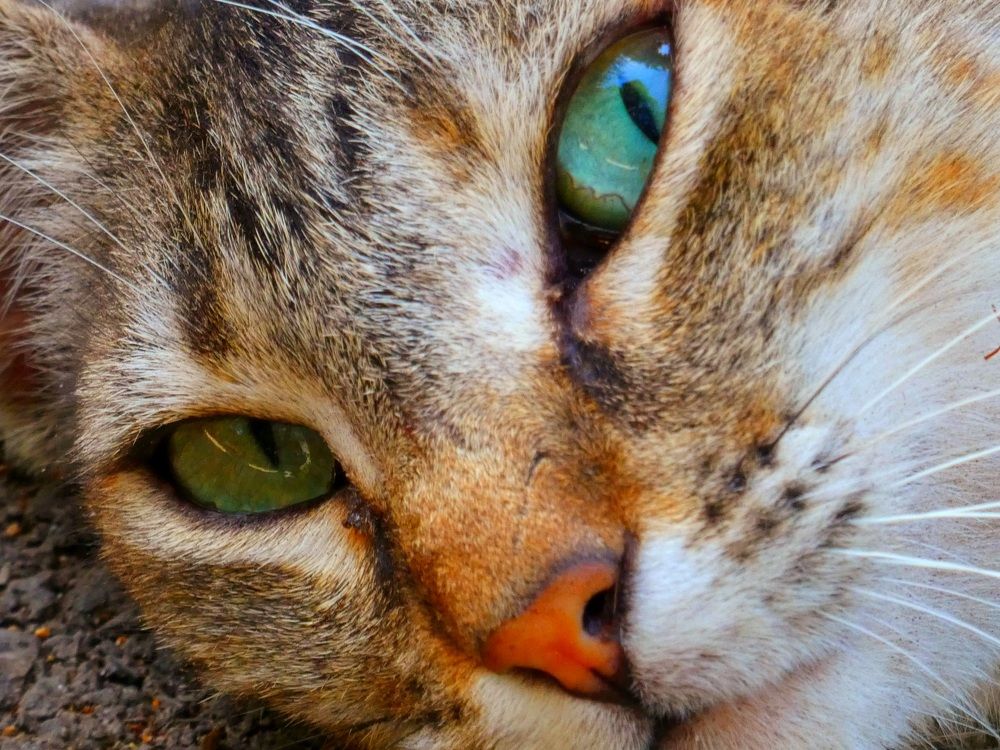 Photograph by Patrícia cruz