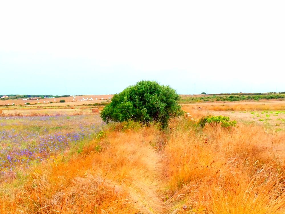 Photograph by Patrícia cruz