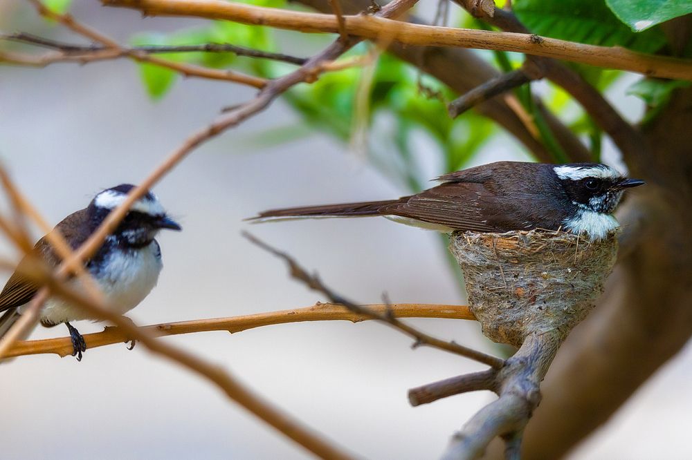 Фотография автора SAJJAD MAHMOOD