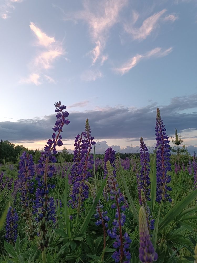 Люпиновое поле на закате