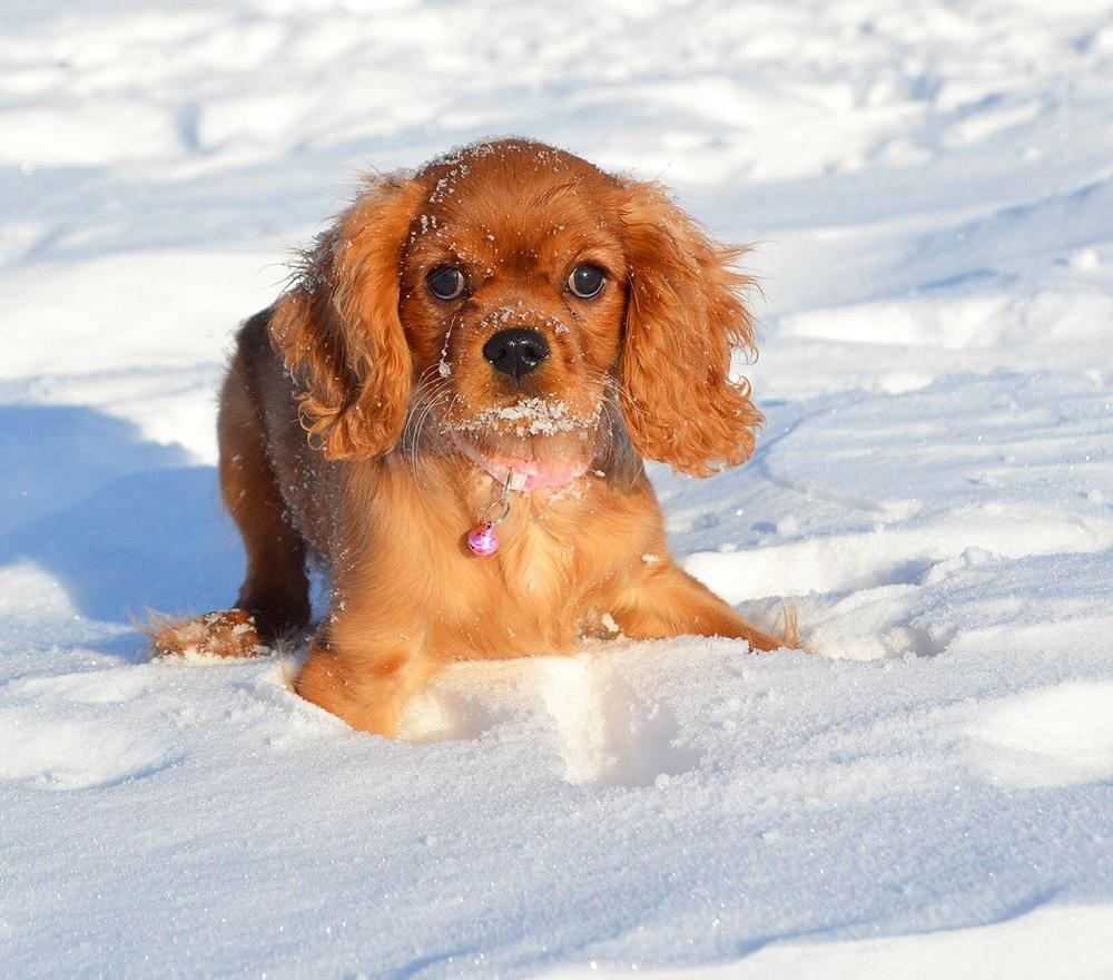 Красотка малышка