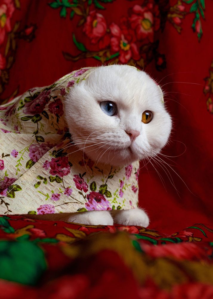 Photograph by Shima Farzaneh