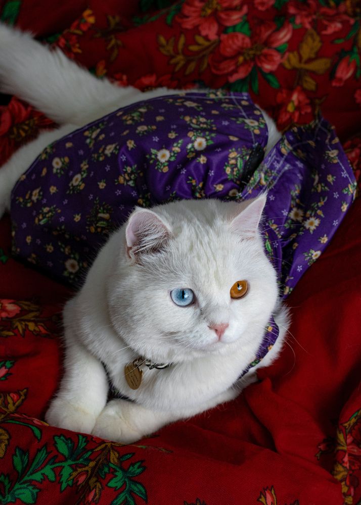 Photograph by Shima Farzaneh