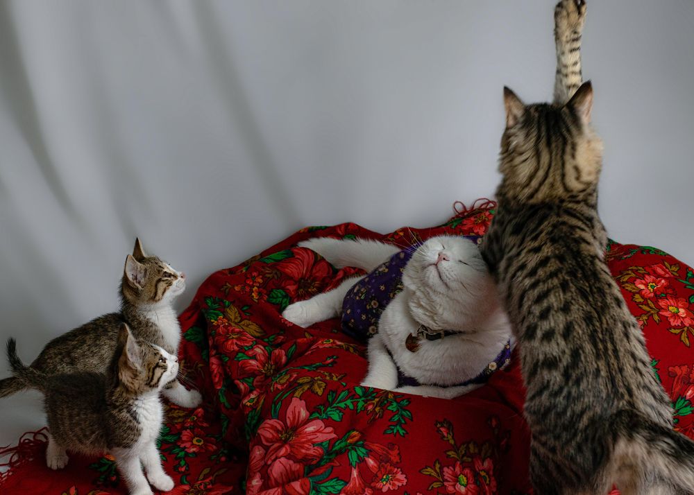 Photograph by Shima Farzaneh