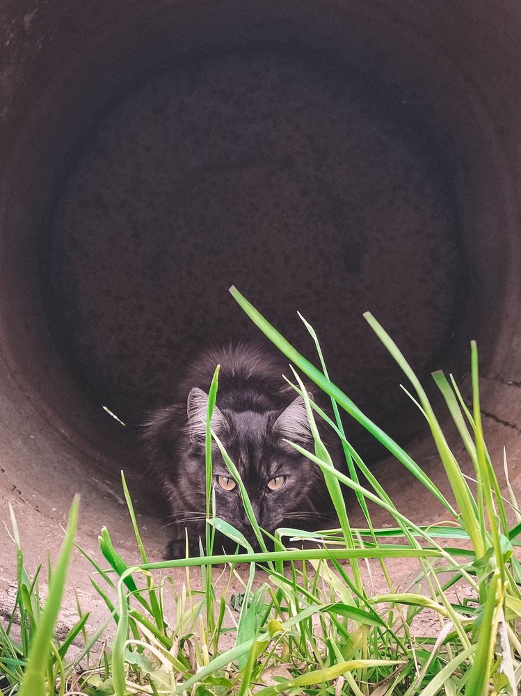 кот Пряник