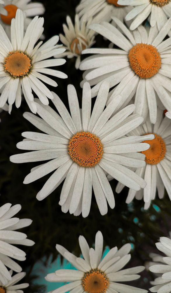 Photograph by Shima Farzaneh