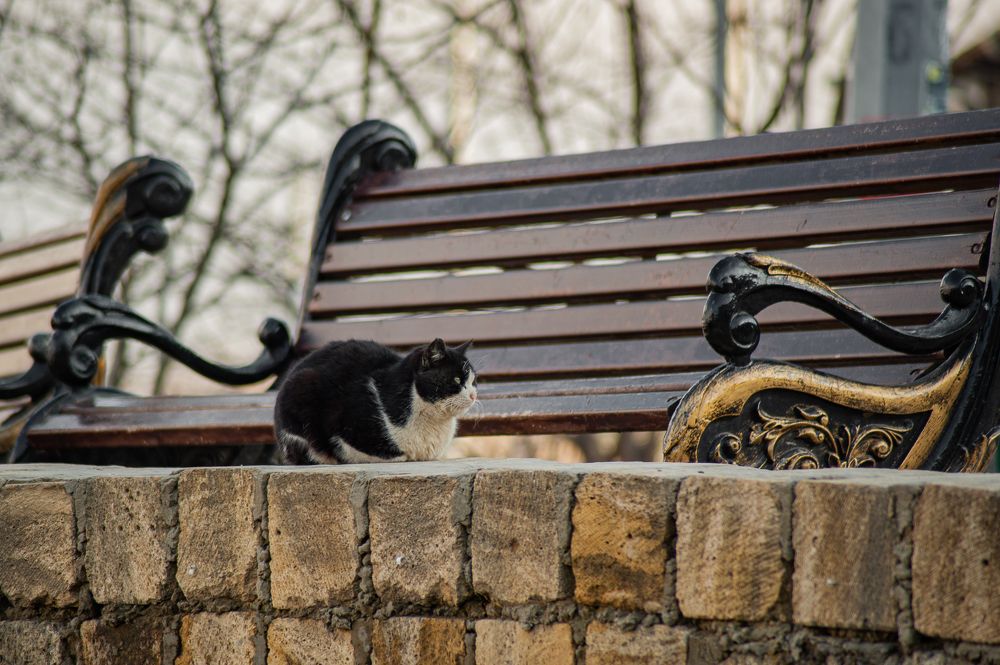 Фотография автора Елена Ефименко