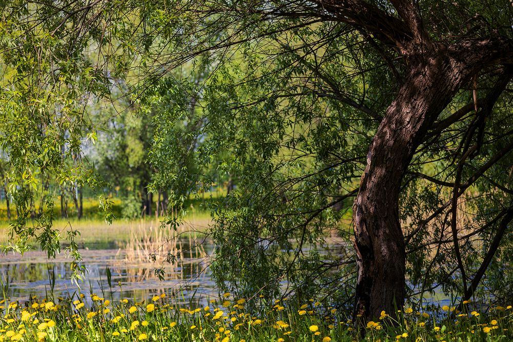 Photograph by Michel