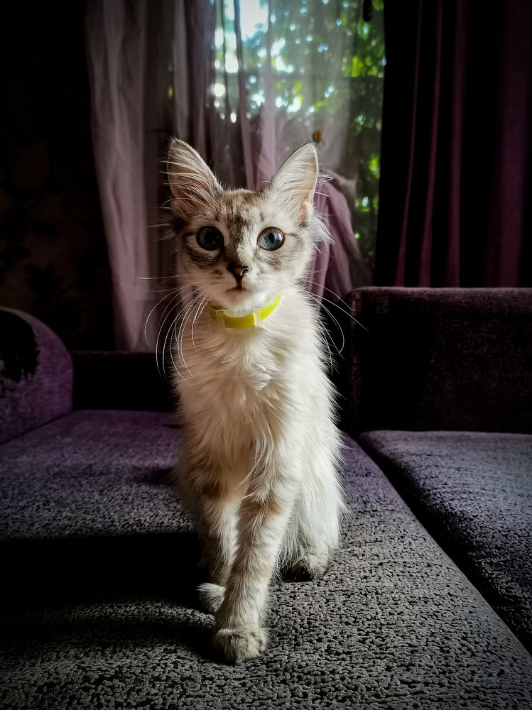 кошка Масяня