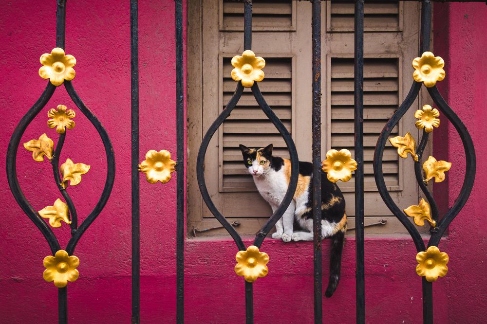 Фотография автора Dipayan Paul