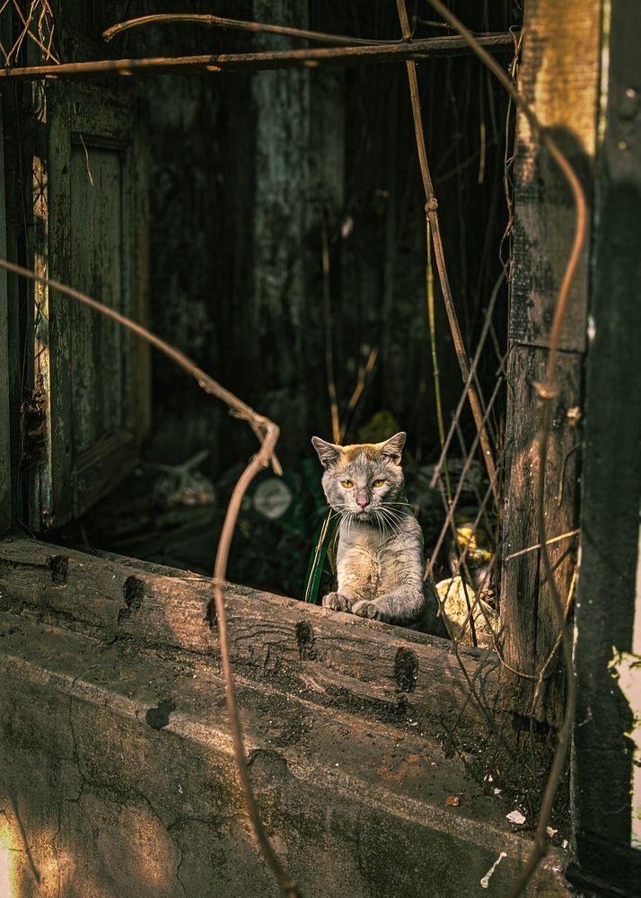 Yellow eyed cat