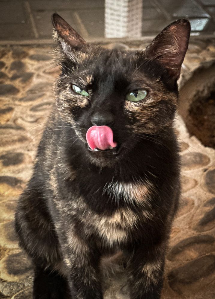 Фотография автора maram ali