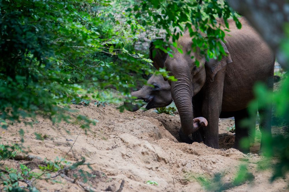 Photograph by Navodya Jayasinhe Arachchige Hashan