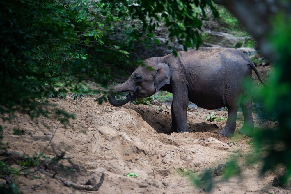 Photograph by Navodya Jayasinhe Arachchige Hashan