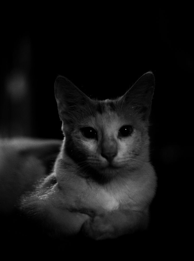 Photograph by Dhritiman Mandal