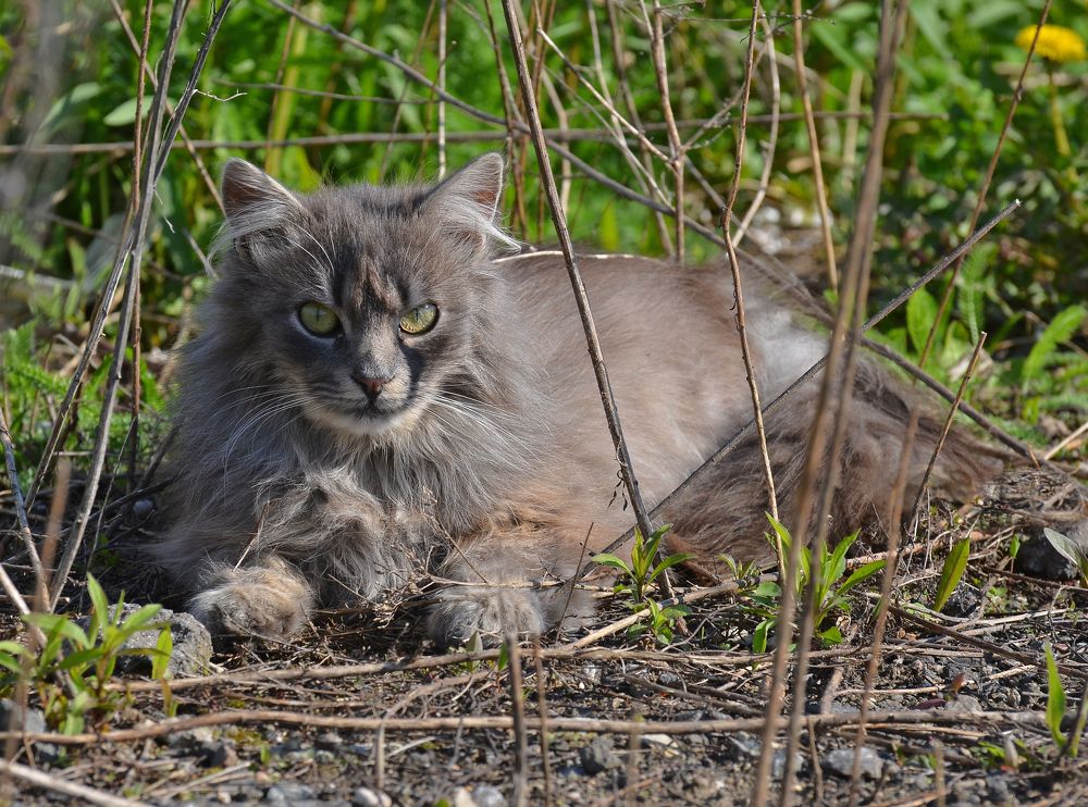 Фотография автора Антип
