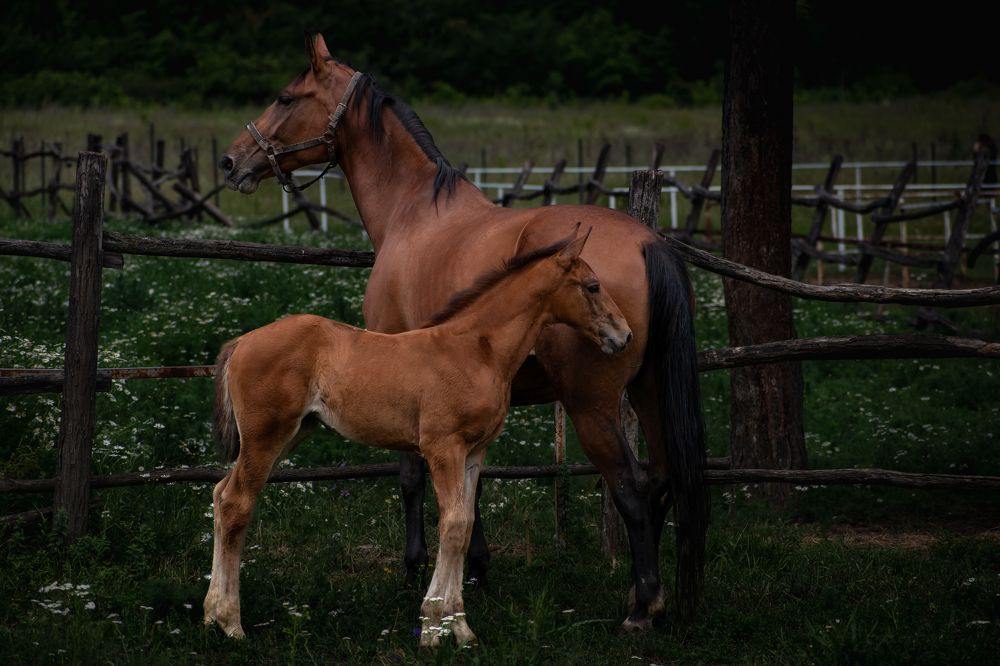 Photograph by Милан Ђорђевић