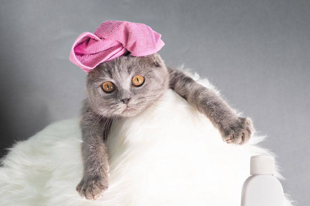 Photograph by Sanja Ristivojevic