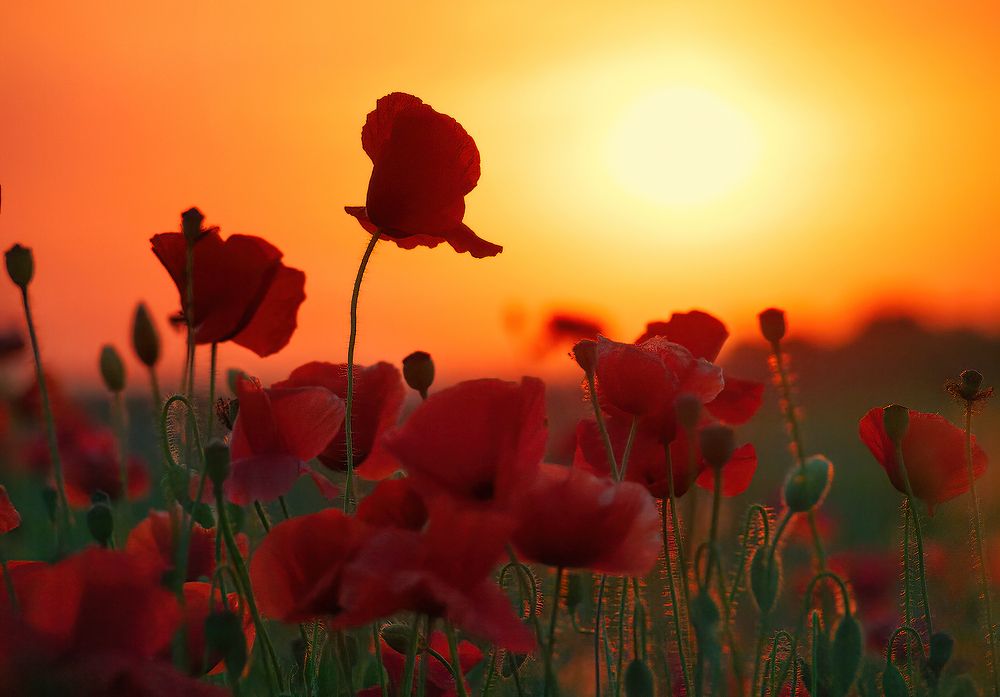 Photograph by Владимир