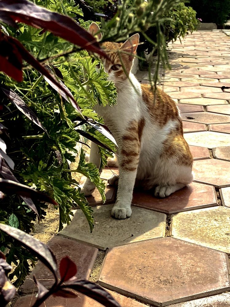 Photograph by Salma Elsherbini