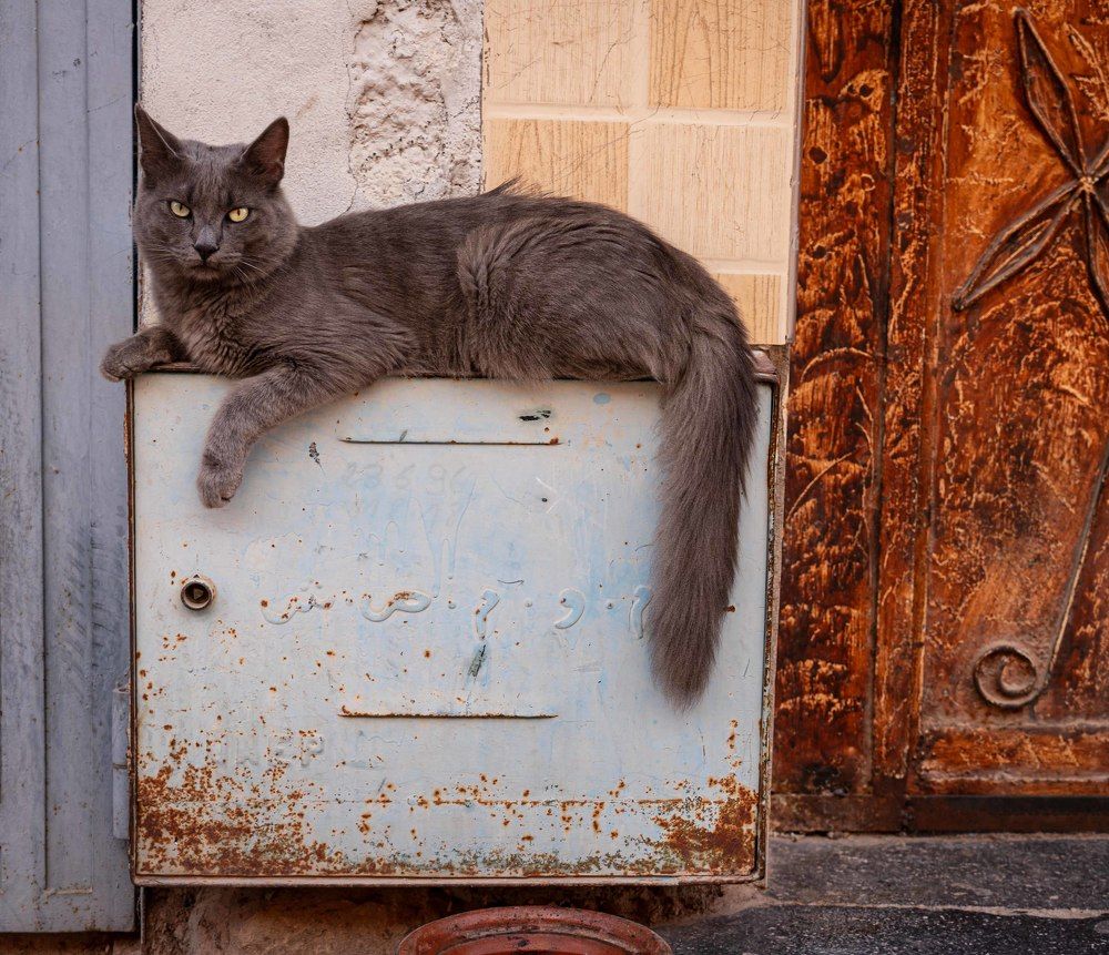 Photograph by José Antonio Gómez Mateo
