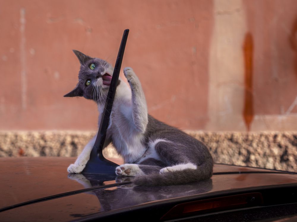 Photograph by José Antonio Gómez Mateo