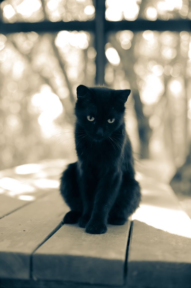 Photograph by Алексей Шевцов