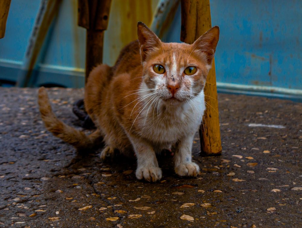 Photograph by Salma Elsherbini