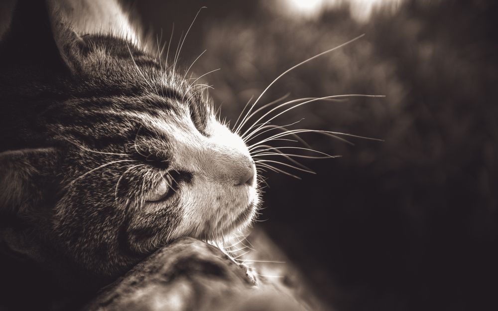 Photograph by Stipica Vrbat