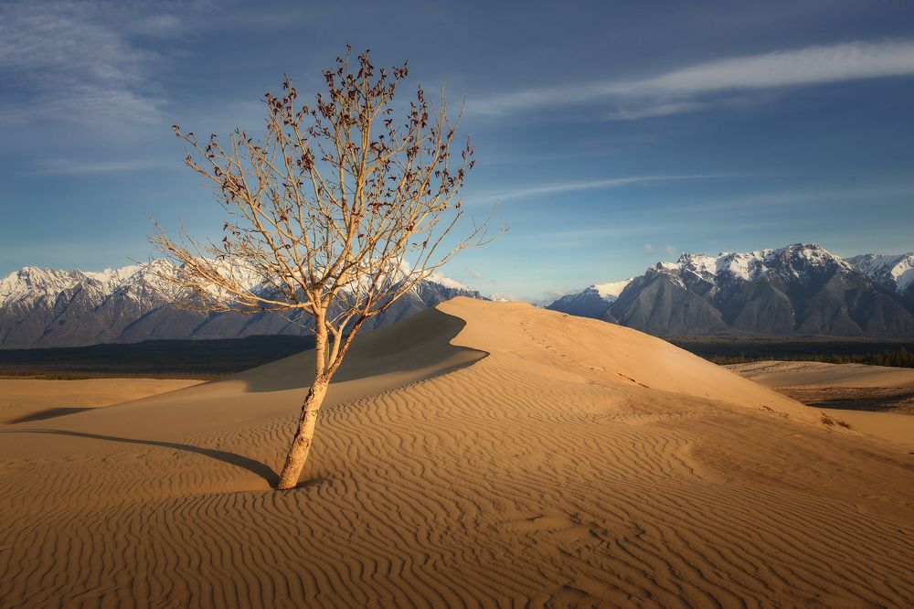 Тайна Кодара