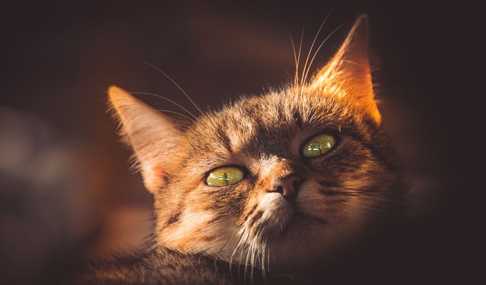 Photograph by Stipica Vrbat