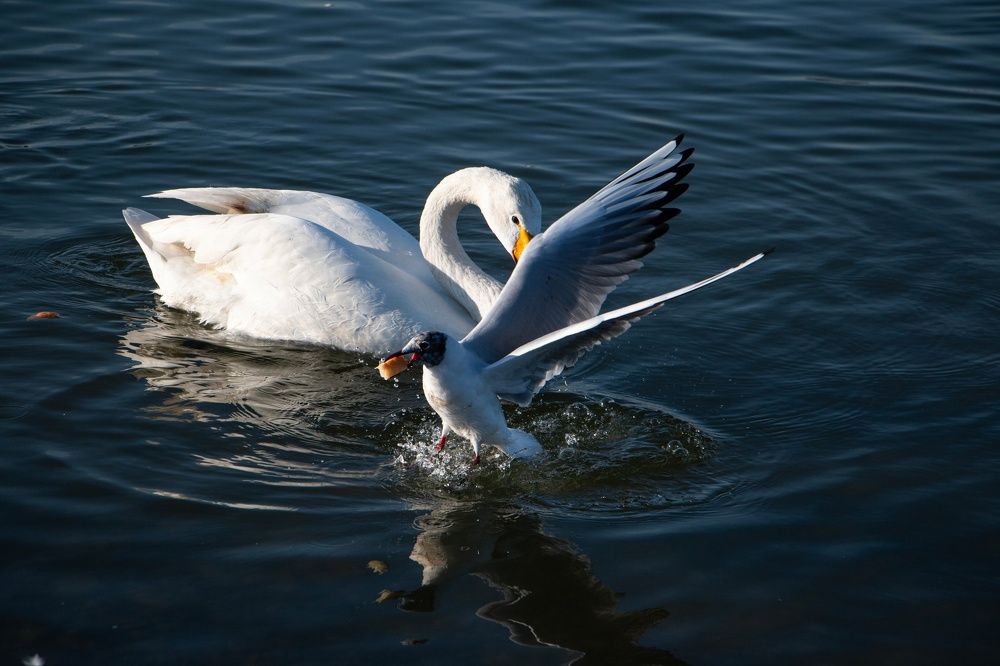 Photograph by Степан Конев