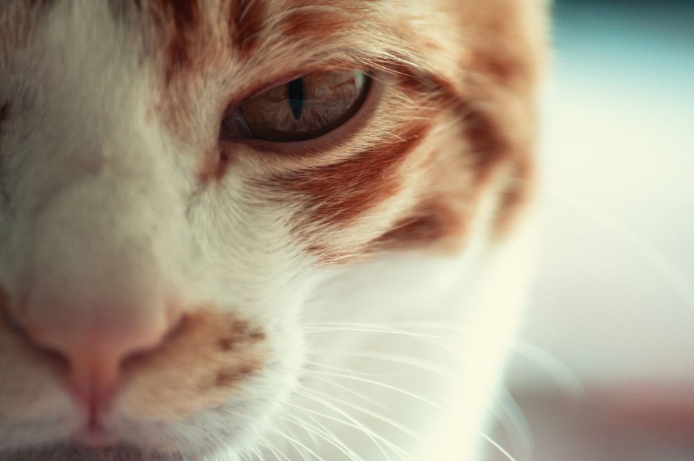 Фотография автора Эдуард Тихонов