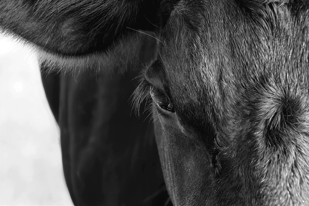 Shadowed Beauty: The Black Cow