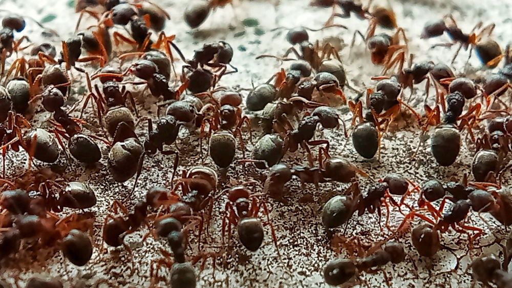 The Colony