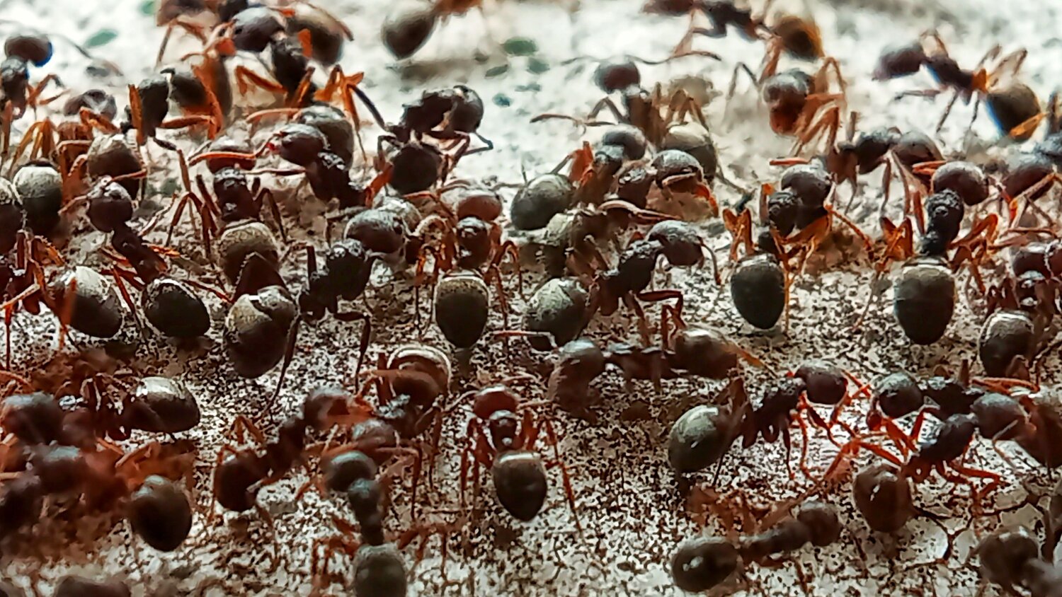 The Colony